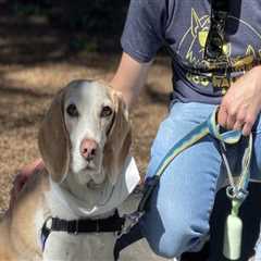 Exploring Pet Care Organizations in Western Washington: Pet Sitting and Dog Walking Services