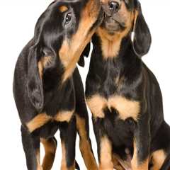 Comprehensive Guide to Pet Care Organizations Offering Behavioral Training in Western Washington