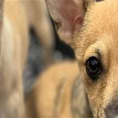 Exploring Special Events and Fundraisers by Pet Care Organizations in Western Washington