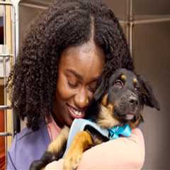 Essential Qualifications for Working at Pet Care Organizations in Western Washington