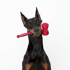 Dog Mom Challenges the Tax Code on Behalf of All Financially Dependent Good Boys and Girls