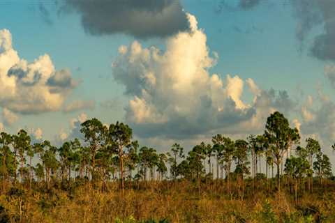 The Crucial Role of Government Agencies in Preserving Southwest Florida's Habitats