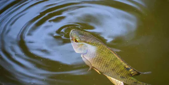 Agencies Issue Four Proposals to Improve Endangered Species Regulations