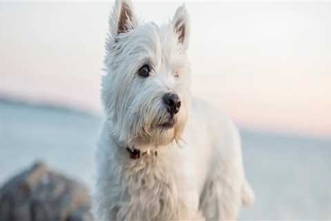 A Comprehensive Guide to Joining Pet Care Organizations in Western Washington