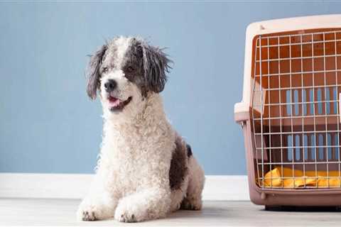 Comprehensive Guide to Pet Care Organizations Offering Transportation Services in Western Washington