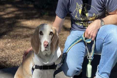 Exploring Pet Care Organizations in Western Washington: Pet Sitting and Dog Walking Services