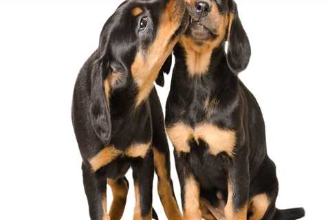 Comprehensive Guide to Pet Care Organizations Offering Behavioral Training in Western Washington