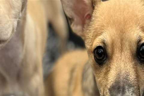 Exploring Special Events and Fundraisers by Pet Care Organizations in Western Washington