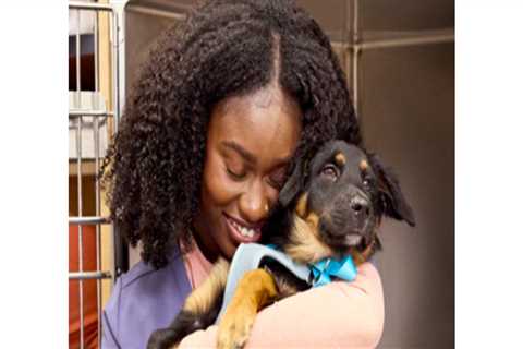 Essential Qualifications for Working at Pet Care Organizations in Western Washington