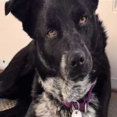 Exploring Discounts for Long-Term Stays at Pet Care Organizations in Southern New Jersey