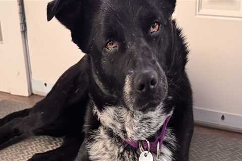 Exploring Discounts for Long-Term Stays at Pet Care Organizations in Southern New Jersey