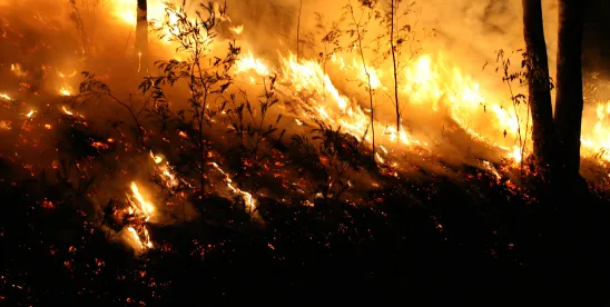 Science-Based Standards for Wildfire Recovery: What California Policyholders Need to Know About A.B...