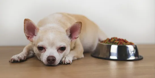 Class-Action Lawsuit Targets Absence of Artificial Preservatives Claims in Dog Food