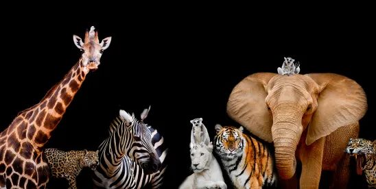 Department of Justice Elevates Animal Welfare Enforcement, Possibly Targeting Companies Involved in ..