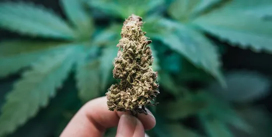 Rescheduling Happened: What State-Licensed Medical Cannabis Operators Need to Know and Do..