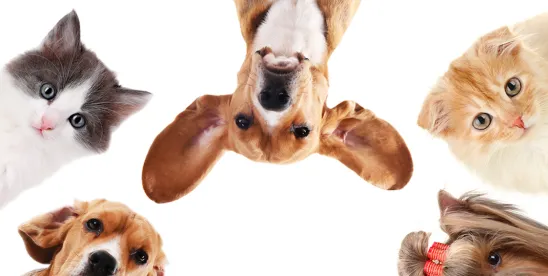 How Limited Data in Pet Poisoning Cases Challenges Industry and Regulators — A Conversation with..