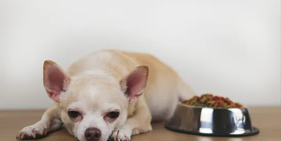 Class Action Lawsuit Targets Dog Food Advertised as Natural