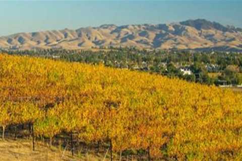 How Central California Wineries Balance Openness and Security