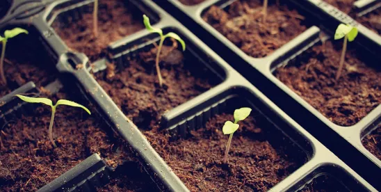 California DPR Announces Proposed New Rule to Regulate Pesticide-Treated Seeds