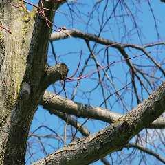 Safeguard Your Farm: Tree Cabling and Bracing Essentials